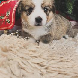 Pembroke Welsh Corgi Puppies from Trotter Hill Farms