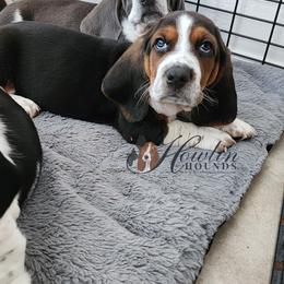 Verang - Black brown and white female Basset Hound puppy in Surprise, Arizona from Howlin Hounds