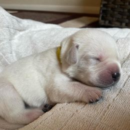 Yellow - Yellow female Labrador Retriever puppy in Houston, Texas from Alpha English Labs