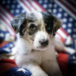 Border Collie Puppies from Twisted Biscuit Border Collies
