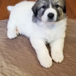 Dark Blue Collar Girl - Great Pyrenees puppy from Joel's Farm LLC