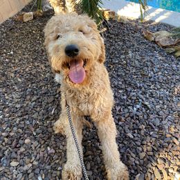 Ingrid Mabel - Goldendoodle