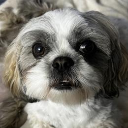 Jessi - Shih Tzu