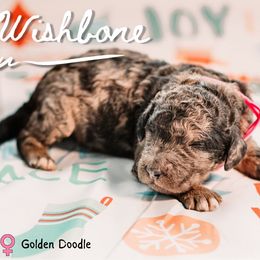 Wishbone - Parti female Goldendoodle puppy in Maquoketa, Iowa from Nation Goldendoodles