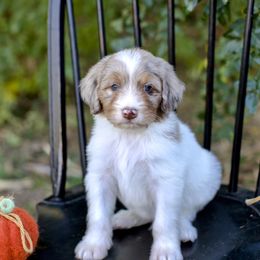 Copper - Brown and white male Bernedoodle puppy in Queen Creek, Arizona from Dulcito Doodles