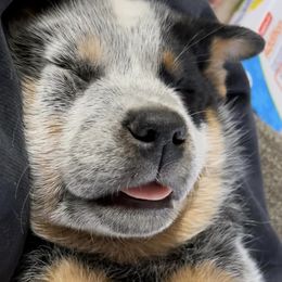 Australian Cattle Dog Puppies from Fox Hill Cattle Dogs