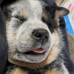 Australian Cattle Dog Puppies from Fox Hill Cattle Dogs
