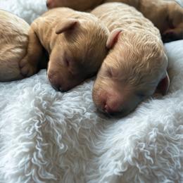 Boy 3 - Cream male Goldendoodle puppy in Richmond, Texas from Harper’s Heartbeats