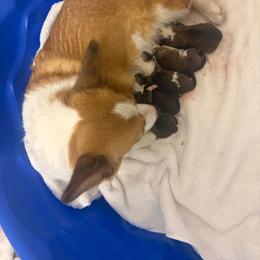Boy 1 - Red male Pembroke Welsh Corgi puppy in Chubbuck, Idaho from Sunny J Corgis and Mini Americans