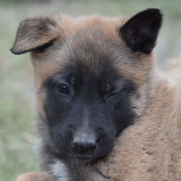 Belgian Malinois Puppies from Element Belgians