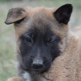 Belgian Malinois Puppies from Element Belgians