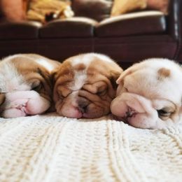 English Bulldog Puppies from LydyBug Bulldogs