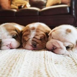 English Bulldog Puppies from LydyBug Bulldogs