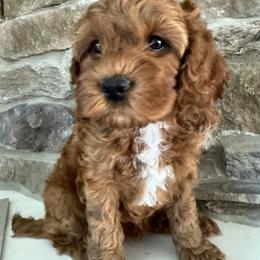 Cockapoo Puppies from M&M Cockapoos of Iowa