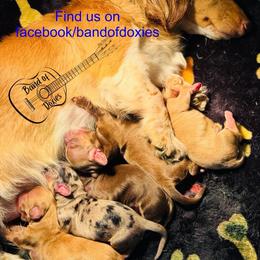 Dachshund puppies from Band Of Doxies