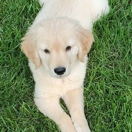 Golden Retrievers from Highlander's Goldens of Howell