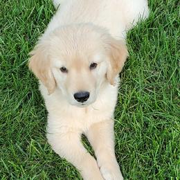 Golden Retrievers from Highlander's Goldens of Howell