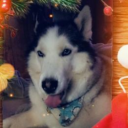 Siberian Husky All Grown Up from Boden Breeding
