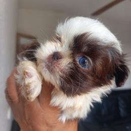 Aqua - Liver and white female Shih Tzu puppy in Azusa, California from RJ Shih Tzu lover