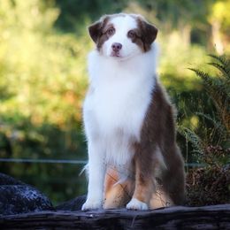Eva - Miniature American Shepherd
