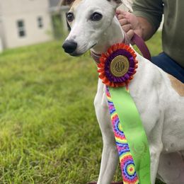 Endor - Whippet