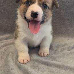 Milly - Red female Pembroke Welsh Corgi puppy in Madera, California from RRR Corgis