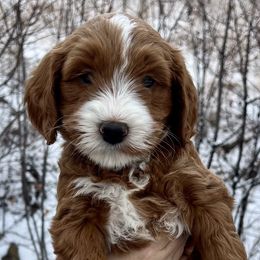 Pink Male - Apricot male Goldendoodle puppy in Great Falls, Montana from Montana Goldendoodles
