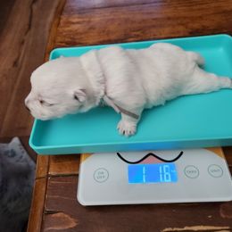 Gray - White female West Highland White Terrier puppy in Vermilion, Ohio from Snowy Mountain West Highland White Terriers