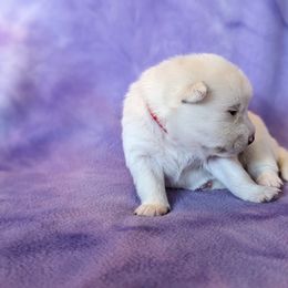 Pomsky Puppies from Valparaiso Pomskys