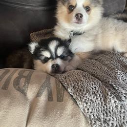 Pomsky Puppies from Furever Pomskies