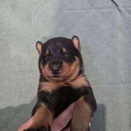 Black - Black and rust male Beauceron puppy in Batavia, New York from Oakland Beaucerons