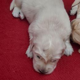 Boy 3 - Light golden male Golden Retriever puppy in Linden, North Carolina from Meadows Golden Retrievers