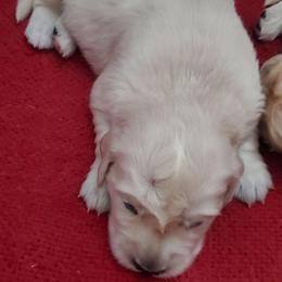 Boy 3 - Light golden male Golden Retriever puppy in Linden, North Carolina from Meadows Golden Retrievers