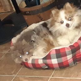 Louie - Pomeranian