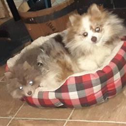 Louie - Pomeranian