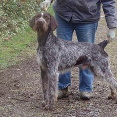 Odin - German Wirehaired Pointer