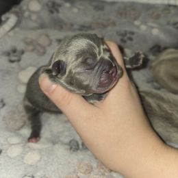 French Bulldog and Miniature Schnauzer Puppies from Olivia's Miniature Schnauzer's and French Bulldogs