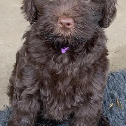 Australian Labradoodle Puppies from Charlotte Labradoodles