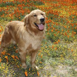 Border Collies and Golden Retrievers from AmazingK9s