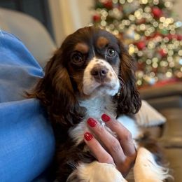 XMAS DELIVERY  BRUNO - Chocolate male Cavalier King Charles Spaniel puppy in Draper, Utah from Cavachon Love Chocolate Cavaliers, Cavaliers, Cavachon’s, Cavapoos