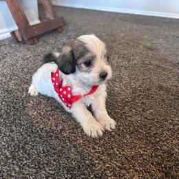 Girl 1 - Liver and white female Shihpoo puppy in Junction, Utah from Sugar Doodles