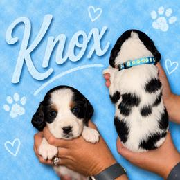 Knox - Black white and tan male English Springer Spaniel puppy in Williston, Florida from Parks Paradise Springers