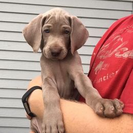 Weimaraner Puppies from Nautica Weimaraners