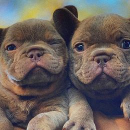 French Bulldog puppies from Cowboy Frenchies