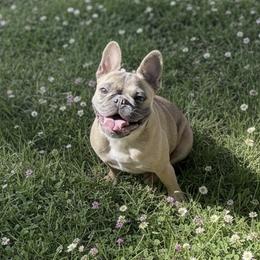 Jade - French Bulldog