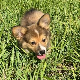 Bubba - Sable male Pembroke Welsh Corgi puppy in Benjamin, Utah from Nuna’s  Corgis