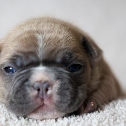 French Bulldogs from BuschBabyBulldogs