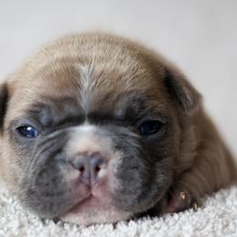 French Bulldogs from BuschBabyBulldogs