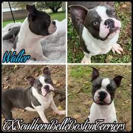 Walter - Boston Terrier