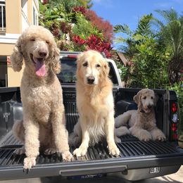 Goldendoodles from Island Doods